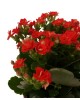 Saksıda Kırmızı Kalanşo (Kalanchoe)